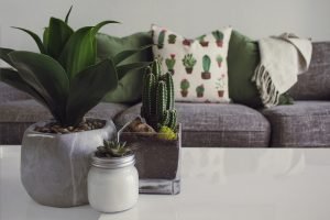 plantas para inverno