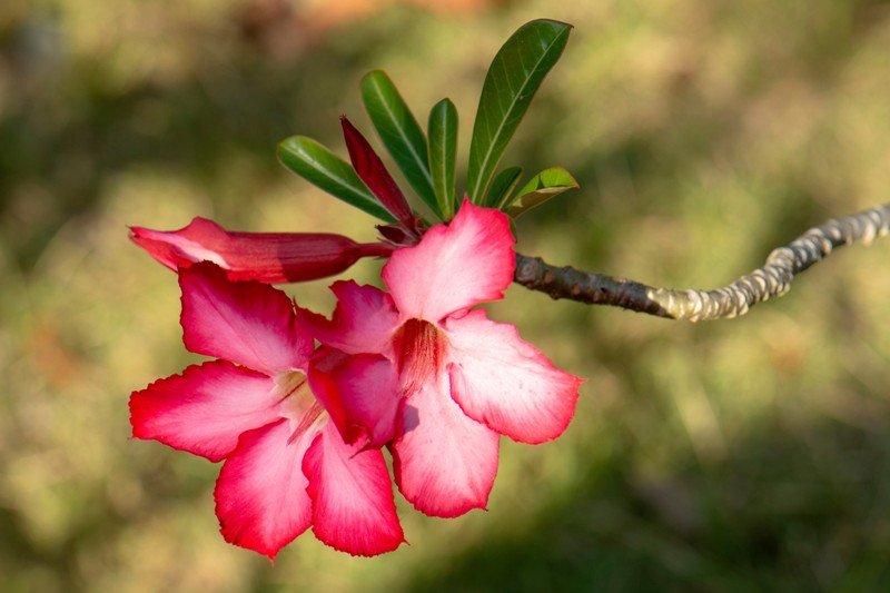 rosa do deserto