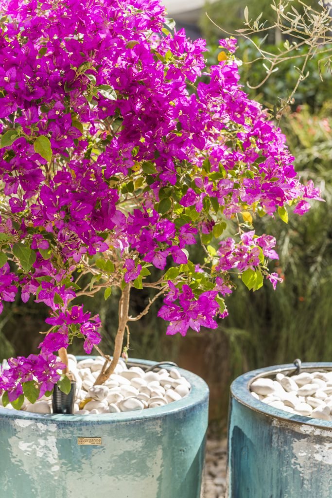 bougainville