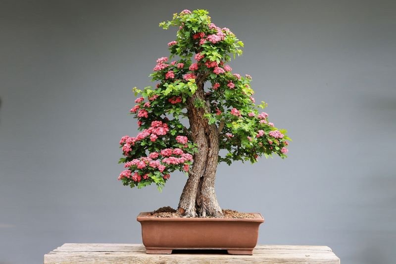 bonsai