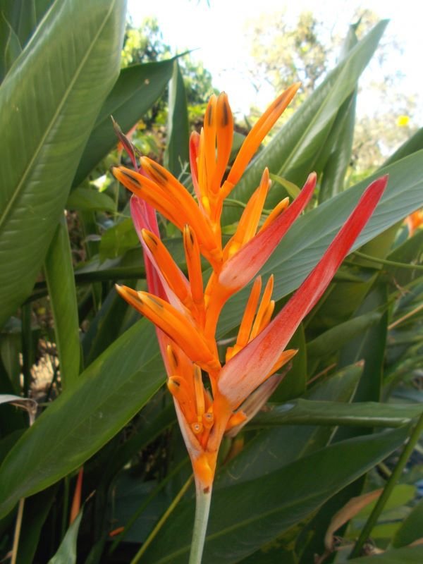 heliconia primavera