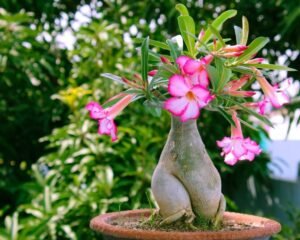 rosa do deserto