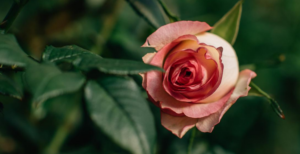 flor